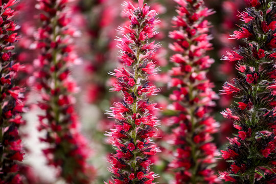 Red Feathers (Echium amoenum)
