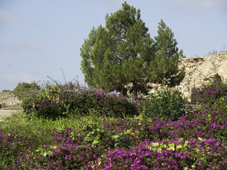 tunis