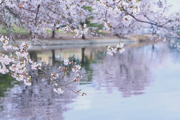 湖畔の桜