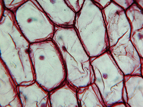 Onion Epidermus Micrograph