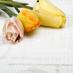 yellow tulips on white wooden background