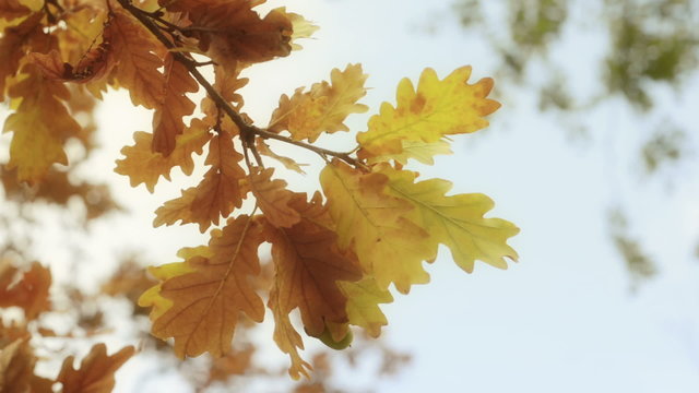 Warm colors moving autumn leaves close up over bright sky.