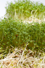 Fresh alfalfa sprouts and cress on white background