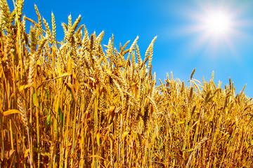 Wheat field with blue sky with sun