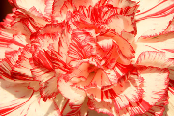 The blooming red-white carnation