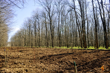 Tree planting field in the forest