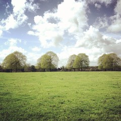 row of 4 trees in garden