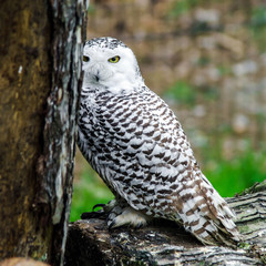 Beautiful owl in a forest