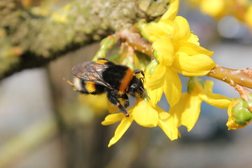 One of the first bumblebees of the year, sitting on a yellow bloom, warmed by the sun