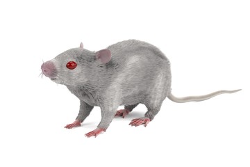 realistic 3d render of mouse