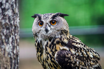 Beautiful owl in a forest