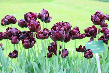 massifs de tulipes grenat,au jardin des plantes à paris