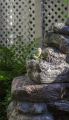 Obraz premium Broken toe frog