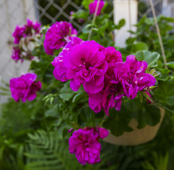 Obraz premium Flower in a pot