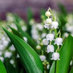 Beautiful muguet on the sun