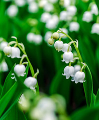 Obraz premium Beautiful muguet on the sun