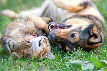 Dog and cat playing together outdoor.Lying on the back together.