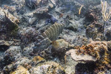 Goliath Grouper