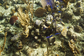 Naklejka na ściany i meble Reef life
