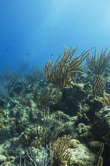 Coral reef
