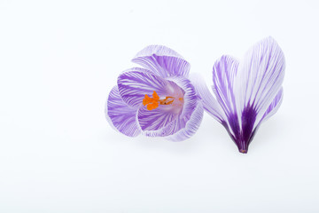 Close-up of blue and white crocus flowers isolated on white
