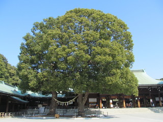 Obraz premium 明治神宮