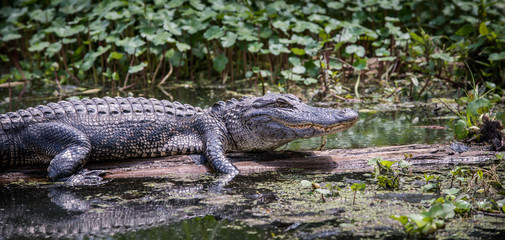Alligator in swamp