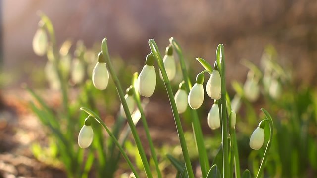 Snowdrops blooming in spring
