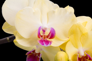 Fototapeta na wymiar Yellow orchid isolated on black background
