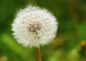 Fototapeta premium Dandelion
