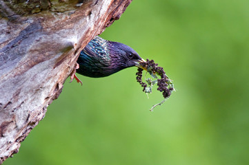 Obraz premium Common starling