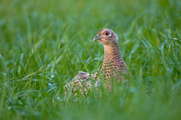 Female pheasant