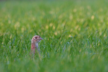 Pheasant