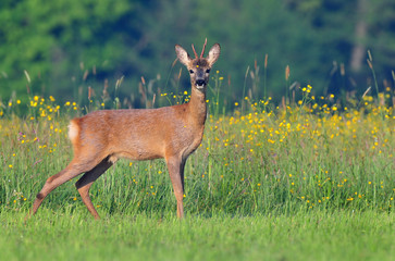 Roe deer