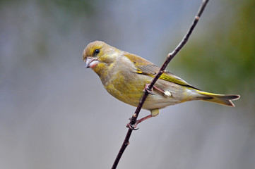 Greenfinch