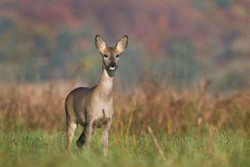 Roe deer