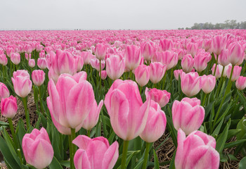 Field of pink colored tulips