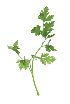 Parsley on a white background.