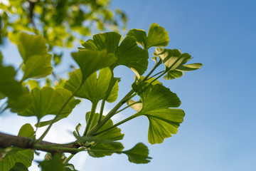 Ginkgo