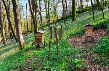 Beehives and Bluebells