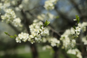 Spring, flowers Apple trees in the spring, nature