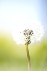 blowball flower in the sun