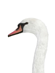 Portrait of a female white swan - isolated
