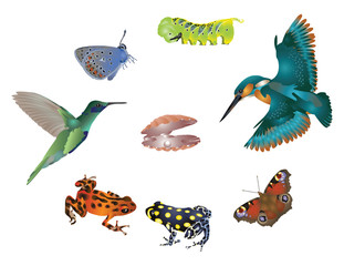 Amazing nature set - jewels of nature