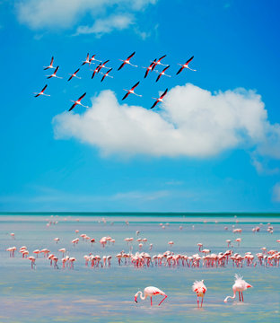 Fototapeta flamingos' flock