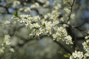 Spring, flowers Apple trees in the spring, nature