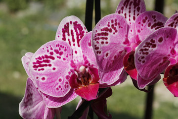 orchid bloom
