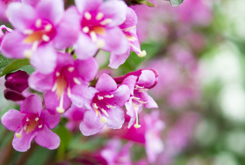 Obraz na płótnie Canvas flowers of pink weigela