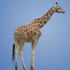 Giraffe Isolated © kdreams02