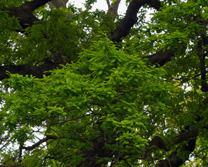 Oak Leaves